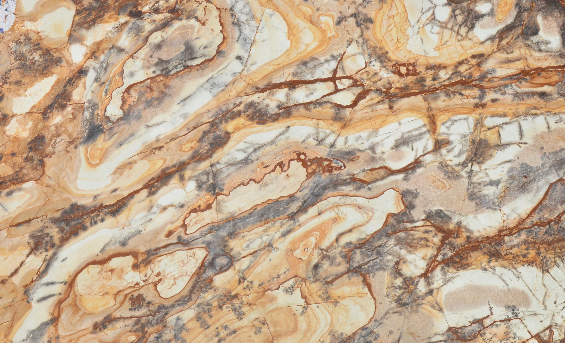 Petrified Wood Marble Slab