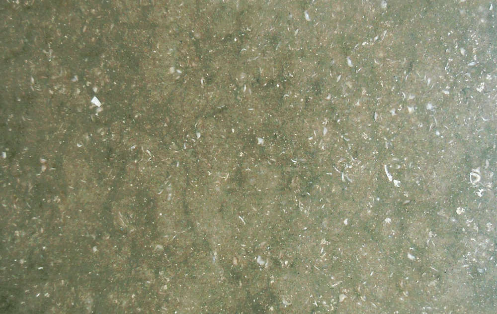 Coquillage Kalkstein Rohblock