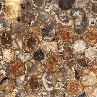 Petrified Wood Gemstone Slab